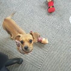 Chiweenie Dogs for adoption in Tampa , FL, USA