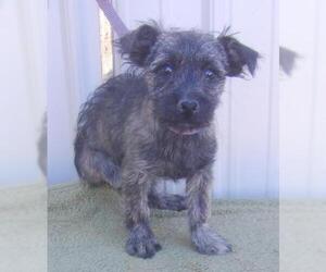 Cairn Terrier Dogs for adoption in Mountain View, MO, USA