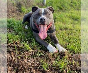 American Pit Bull Terrier Dogs for adoption in Rohnert Park, CA, USA