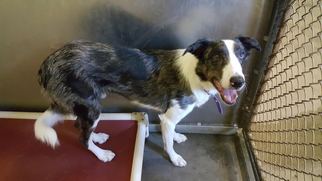 Border Collie Dogs for adoption in Pensacola, FL, USA