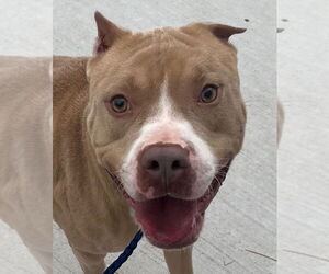 Mutt Dogs for adoption in Tarboro, NC, USA