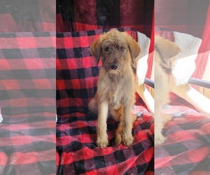 Goldendoodle Dogs for adoption in SHERBURNE, NY, USA