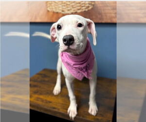 American Bulldog-Unknown Mix Dogs for adoption in Lakewood, CO, USA