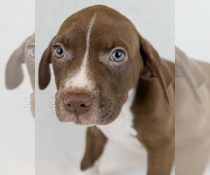 Bulldog-Unknown Mix Dogs for adoption in Kennesaw, GA, USA