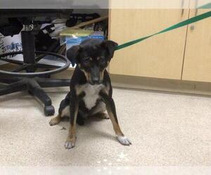 Chihuahua-Unknown Mix Dogs for adoption in Riverside, CA, USA