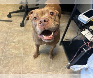 American Staffordshire Terrier-Unknown Mix Dogs for adoption in Raleigh, NC, USA