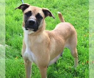 Mutt Dogs for adoption in Thief River Falls, MN, USA