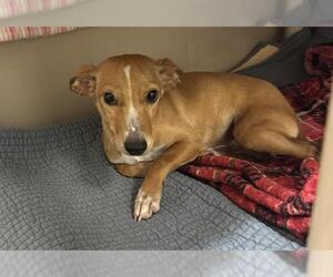 Chihuahua Dogs for adoption in Redwood City, CA, USA