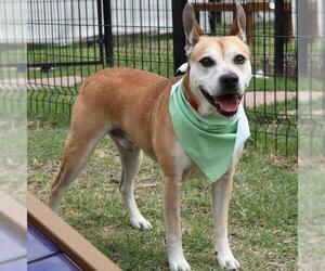 American Staffordshire Terrier-Unknown Mix Dogs for adoption in San Antonio, TX, USA