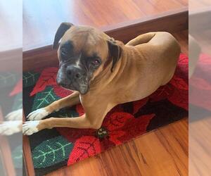 Boxer-Unknown Mix Dogs for adoption in San Antonio, TX, USA