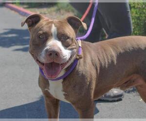 Mutt Dogs for adoption in Martinez, CA, USA