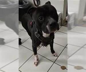 American Pit Bull Terrier Dogs for adoption in Derwood, MD, USA
