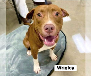 Labrador Retriever-Unknown Mix Dogs for adoption in Alexander, AR, USA