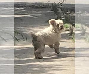 Poodle (Toy) Dogs for adoption in San Antonio, TX, USA