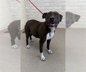 American Pit Bull Terrier-Unknown Mix Dogs for adoption in San Bernardino, CA, USA