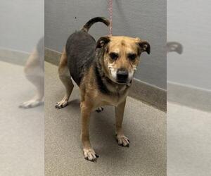 German Shepherd Dog-Unknown Mix Dogs for adoption in Las Vegas, NV, USA