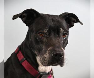 Boxer-Unknown Mix Dogs for adoption in Fort Collins, CO, USA