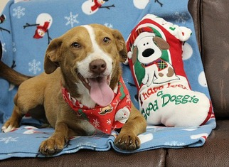 Medium Photo #1 Basschshund Puppy For Sale in Newfoundland, PA, USA
