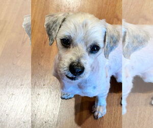 Shih Tzu Dogs for adoption in Menifee, CA, USA