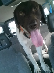 German Shorthaired Pointer Dogs for adoption in Detroit Lakes, MN, USA