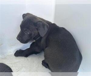 Mutt Dogs for adoption in Houston, TX, USA