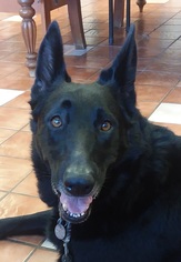 German Shepherd Dog Dogs for adoption in Concord, NC, USA