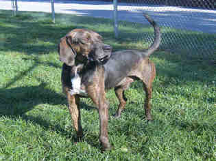 Small Plott Hound