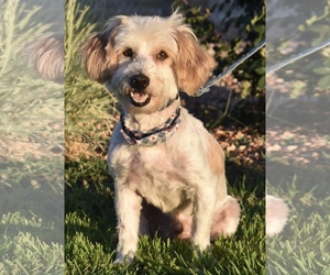 Hava-Apso Dogs for adoption in Palo Alto, CA, USA