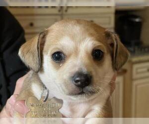Chiweenie Dogs for adoption in Holly Springs, NC, USA