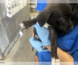 - Mix Dogs for adoption in San Bernardino, CA, USA