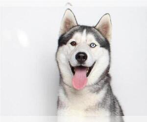 Alusky Dogs for adoption in Burbank, CA, USA