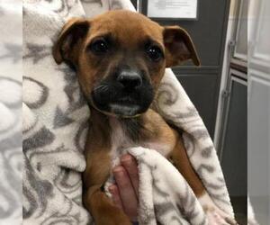 Boxer Dogs for adoption in Tempe, AZ, USA