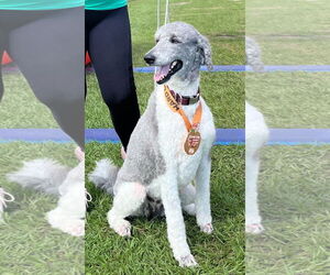 Labradoodle Dogs for adoption in Royal Palm Beach, FL, USA