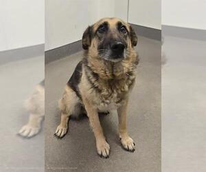 German Shepherd Dog Dogs for adoption in HESPERIA, CA, USA