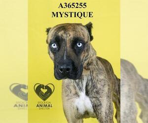 Mutt Dogs for adoption in Stockton, CA, USA