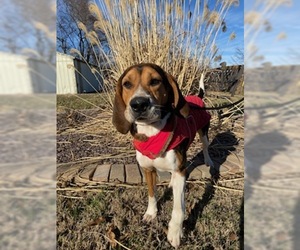 Coonhound Dogs for adoption in Mount Carmel, IL, USA