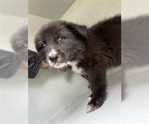 Chow Chow-Unknown Mix Dogs for adoption in Houston, TX, USA