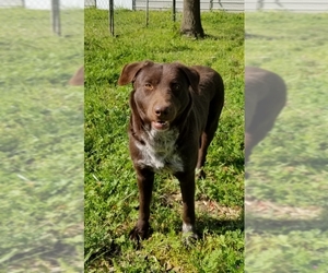 Labrador Retriever-Unknown Mix Dogs for adoption in Lone Oak, TX, USA