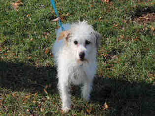 Poodle (Toy) Dogs for adoption in Decatur, IL, USA