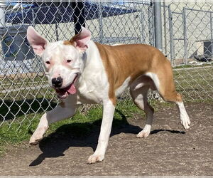 American Pit Bull Terrier-Unknown Mix Dogs for adoption in Virginia Beach, VA, USA
