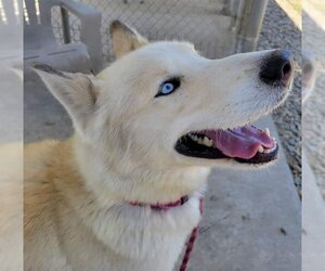 Huskies -Unknown Mix Dogs for adoption in Sacramento, CA, USA