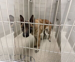 Mutt Dogs for adoption in Virginia Beach, VA, USA