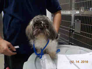 Shih Tzu Dogs for adoption in Fort Lauderdale, FL, USA