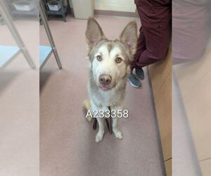 Siberian Husky-Unknown Mix Dogs for adoption in Ogden, UT, USA