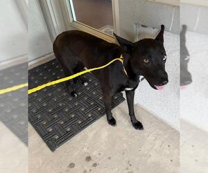 Mutt Dogs for adoption in Houston, TX, USA