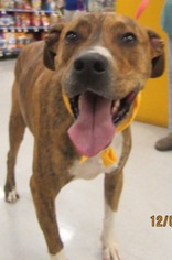 Medium Photo #1 Boxer-Staffordshire Bull Terrier Mix Puppy For Sale in Von Ormy, TX, USA
