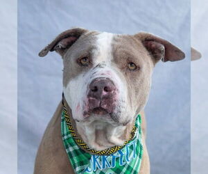 American Pit Bull Terrier Dogs for adoption in Pasadena, CA, USA