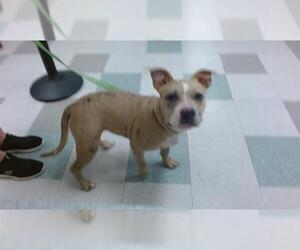 Catahoula Leopard Dog-Unknown Mix Dogs for adoption in Oklahoma City, OK, USA