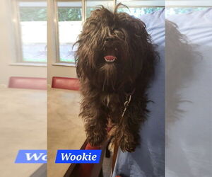 Shih Tzu-Unknown Mix Dogs for adoption in Aurora, IN, USA