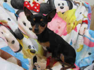 Miniature Pinscher Dogs for adoption in Santa Clara, CA, USA